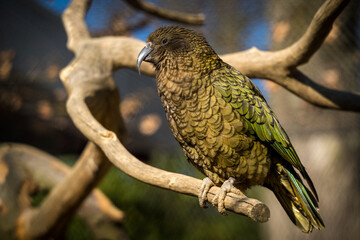 nestor kea bird on the branch