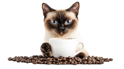 Siamese cat drinking coffee, pet holds cup with paw, cut out transparent