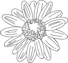 Marguerite Daisy Flower outline vector illustration Hand-drawn botanical line art Great for wedding decor, invitation, coloring books or cards.