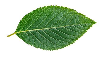 Fresh green leaf with serrated edges, isolated on black, cut out transparent