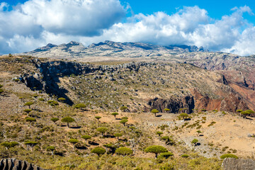 Dragon trees at  Socotra Island, Yemen. Dracaena draco at Socotra, plateau Dixam