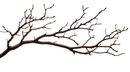 Leafless branch in winter, brown branches, bare tree, cut out transparent