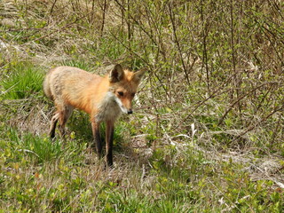 Red fox hunting for prey to eat, within the wetlands of the Bombay Hook National Wildlife Refuge, Kent County, Delaware.