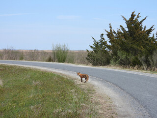 It is not unusual, for visitors to spot, wild, red foxes, while driving along the roads within the...