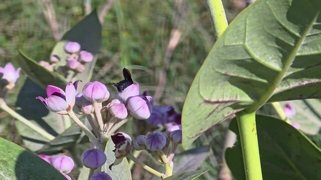 Xylocopa latipes sucking nectar from Calotropis procera flowers 4k footage