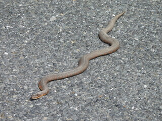 Northern, common water snake on asphalt, gravel road, within the Bombay Hook National Wildlife Refuge, Kent County, Delaware.