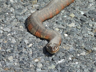 Northern, common water snake on asphalt, gravel road, within the Bombay Hook National Wildlife Refuge, Kent County, Delaware.