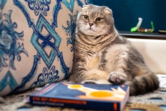 Scottish Fold Cat Relaxing on Couch Near Book