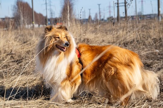 Graceful Long-Haired Collie in a Sunny Field