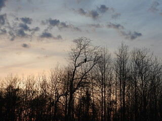 The silhouette of a bald eagle perched within the woodland trees at sunset. Bombay Hook National Wildlife Refuge, Kent County, Delaware.