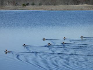 A group of female, merganser ducks, swimming within the wetland waters of the Bombay Hook National Wildlife Refuge, Kent County, Delaware