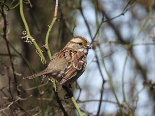 A juvenile, white-throated sparrow, perched on a briar, within the woodland forest of the Bombay Hook National Wildlife Refuge, Kent County, Delaware. 