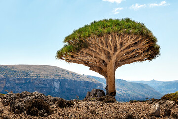 Dragon trees at  Socotra Island, Yemen. Dracaena draco at Socotra