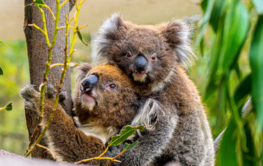 Koalas