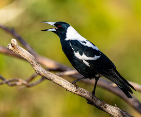 Magpie singing on branch