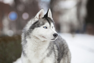 Portrait of a Siberian Husky in Winter