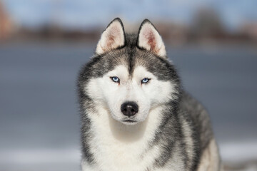 Portrait of a Siberian Husky in Winter