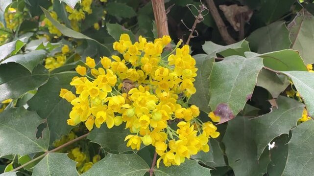 Close-up of a honey bee taking nectar from the yellow flowers of Mahonia Aquifolium shrub. Yellow flowers oregon grape plant. Yellow flowers of Berberis aquifolium bush and bee.