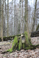 Old Decaying Tree Stump Covered With Bright Green Moss Stands On The Forest Floor Among Fallen Leaves. Vertical Format With Blurred Background.