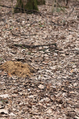 Fresh Molehill, A Mound Of Dug Earth, On The Forest Floor Among Dry Fallen Leaves. Evidence Of Mole Activity. Vertical Orientation.
