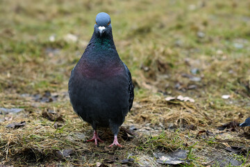 Front View Portrait Of A Feral Pigeon (Columba Livia Domestica) Standing On Damp Ground With Sparse Grass, Looking Directly At The Camera.