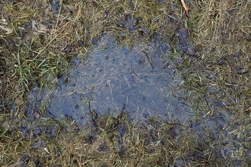 Top Down View Of A Puddle Of Water Reflecting The Overcast Sky, Surrounded By Muddy Ground And Sparse Dead Grass. Wet Texture Background.