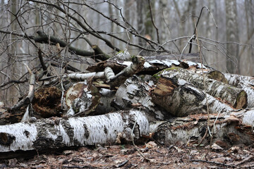 A Stack Of Felled Birch Tree Logs And Branches Piled On The Forest Floor. Firewood Preparation Or Logging Aftermath. Natural White Bark Texture.