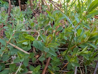 Young shoots of St John's Wort (Hypericum)