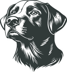 Fototapeta premium Dog in profile view with detailed black