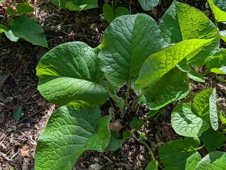 Leaves of Trachystemon orientalis (Abraham, Isaac & Jacob)