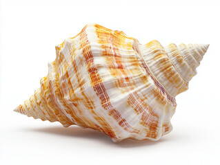 Obraz premium Striped seashell with a textured surface, photograph