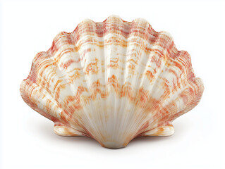 Obraz premium Large ridged seashell isolated on a plain background, photograph