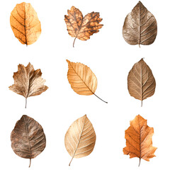 Obraz premium Dried Autumn Leaves Collection Nature's Golden Hues Peaceful Serenity
