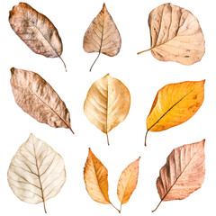 Dried leaves collection autumn colors nature beauty
