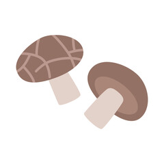 Shiitake mushrooms. Vector illustration isolated on white background, hand drawn, flat design