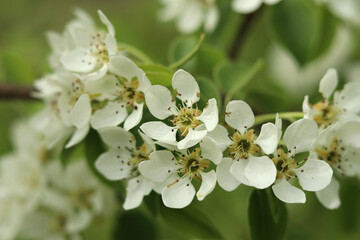 Fragrant flowers of the wild flowering pear in April.