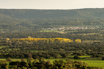 Fototapeta premium Autumn countryside landscape with yellow poplars, meadows, and a picturesque village.