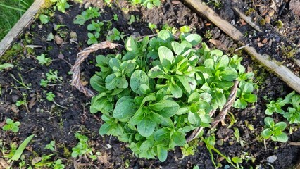 Common lamb's lettuce