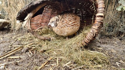 Japanese quail make A good life