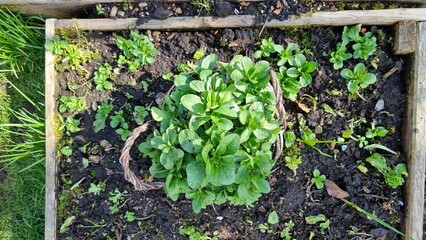 Common lamb's lettuce