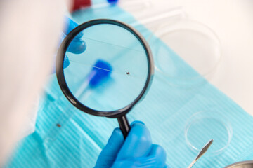 Tick in a test tube in the laboratory. Selective focus.