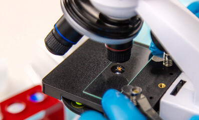 Tick in a test tube in the laboratory. Selective focus.