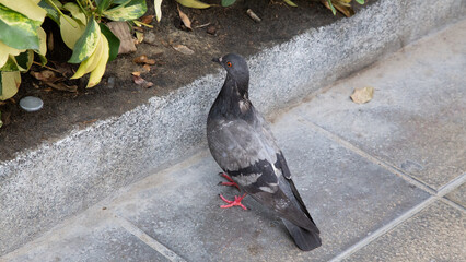 Fototapeta premium pigeon on a fountain