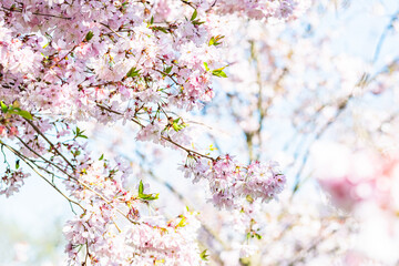 Obraz premium Close-up of delicate cherry blossom branches
