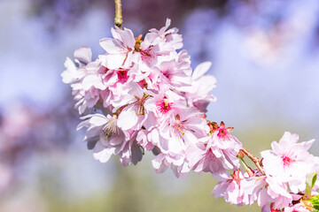 Obraz premium Close-up of delicate cherry blossom branches
