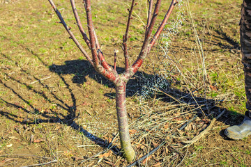 Fertilizing fruit trees. A gardener scatters nitrogen fertilizer granules on the ground near a tree...
