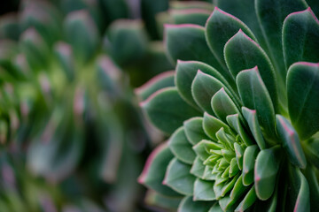 close up of succulent plant