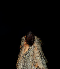 Black Easter Eggs on Rustic Wooden Surface