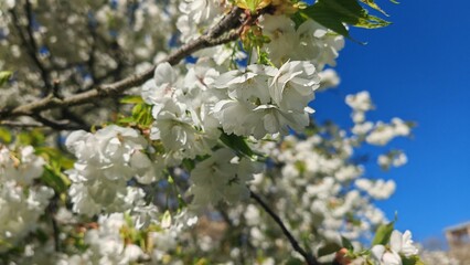 cherry blossom in spring