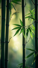Serene Bamboo Forest: A Tranquil Escape into Nature's Embrace